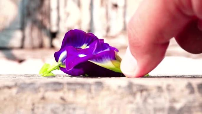 在阳光下，用手从阴蒂的地方捡起的花朵。非常适合产品广告