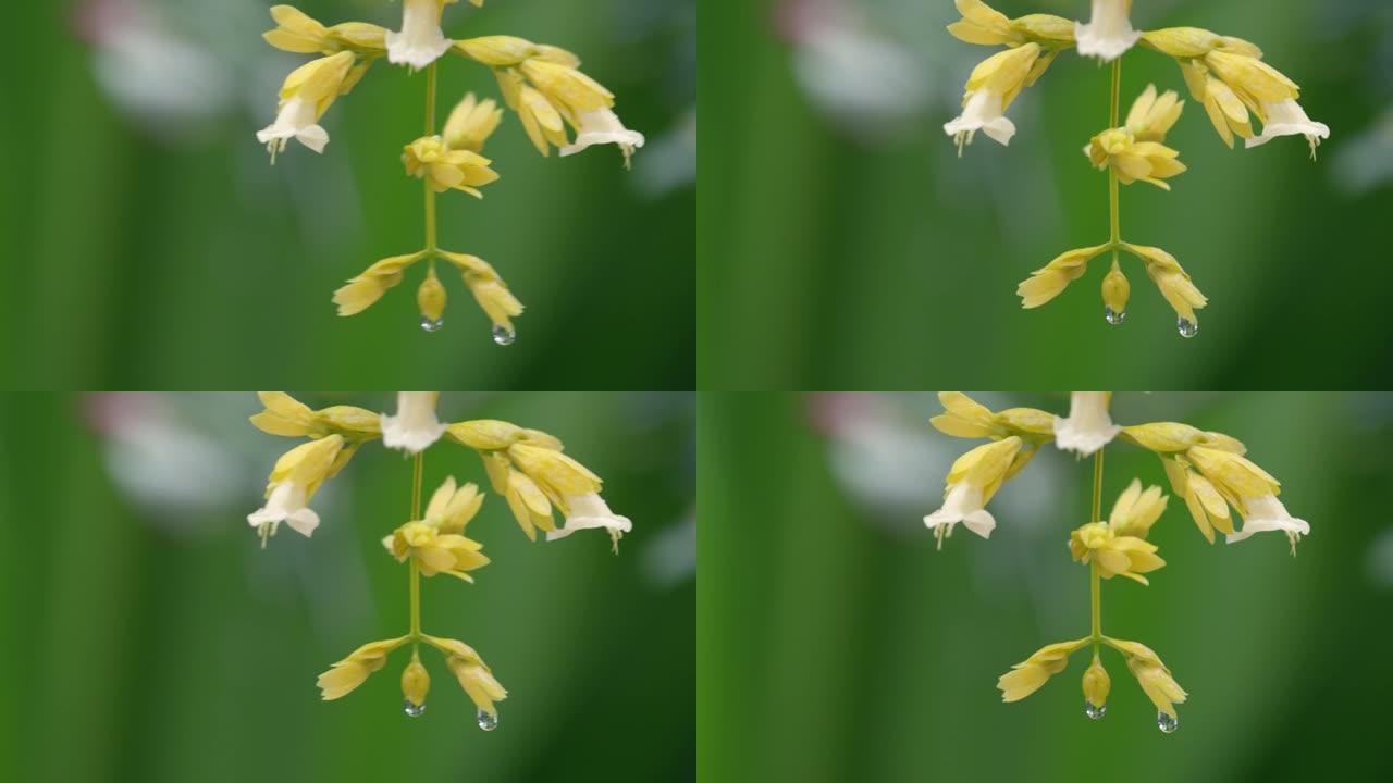 雨季的金色花环花或Nong nooch vine。