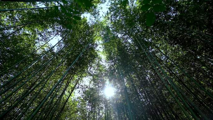 唯美竹林竹子风景