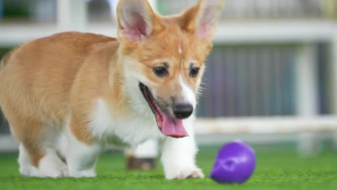 小威尔士柯基犬在花园里玩耍