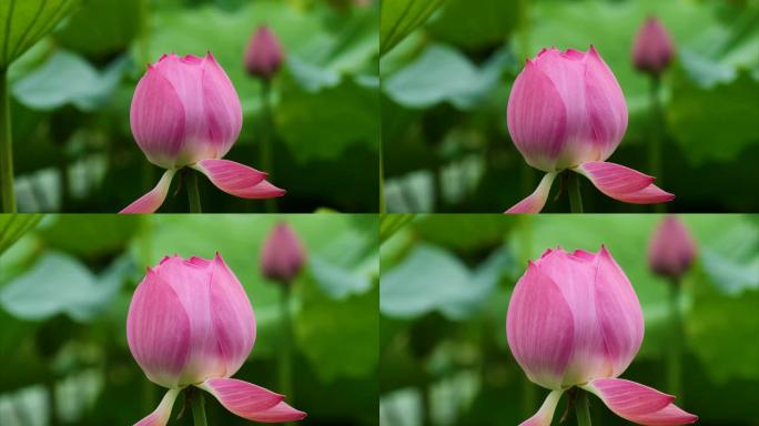 美丽的莲花在风中摇摆，粉红色的花朵，绿叶和芽背景，特写镜头，4k镜头，b卷镜头放大效果。