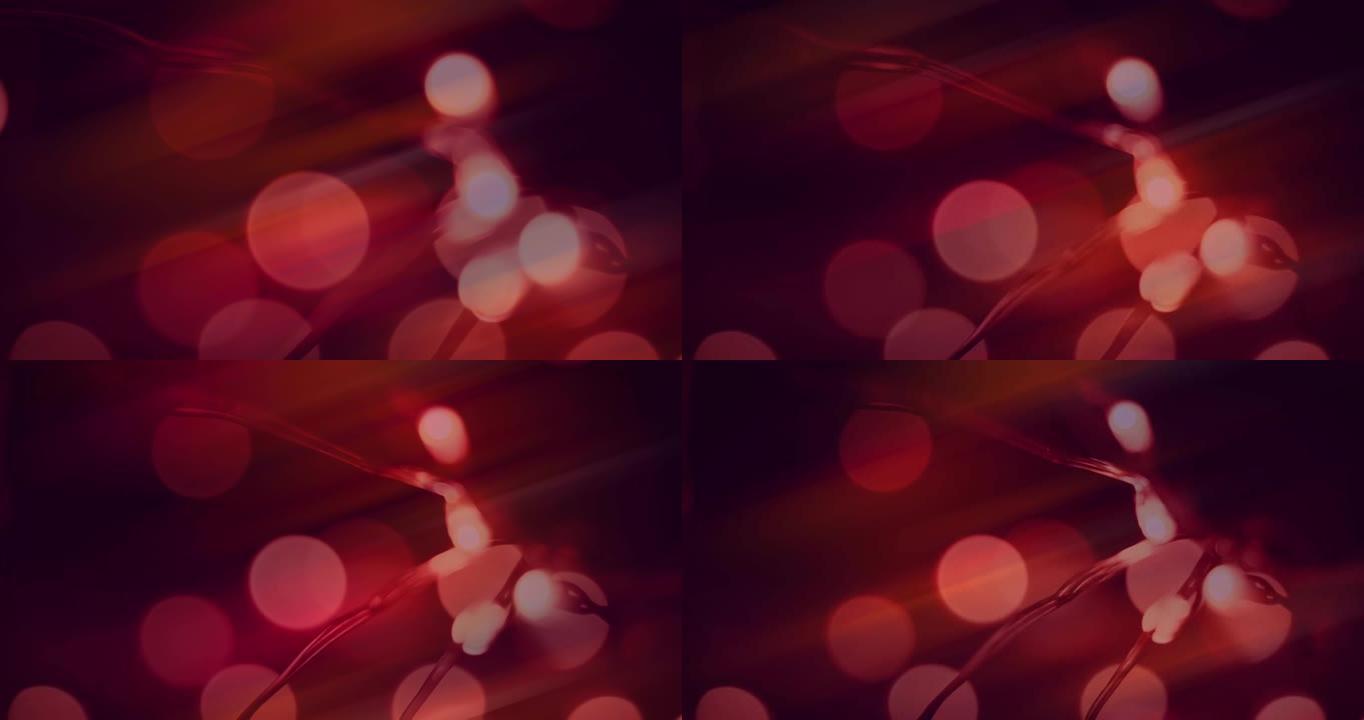 bokeh串灯的动画，在软焦点红色背景上