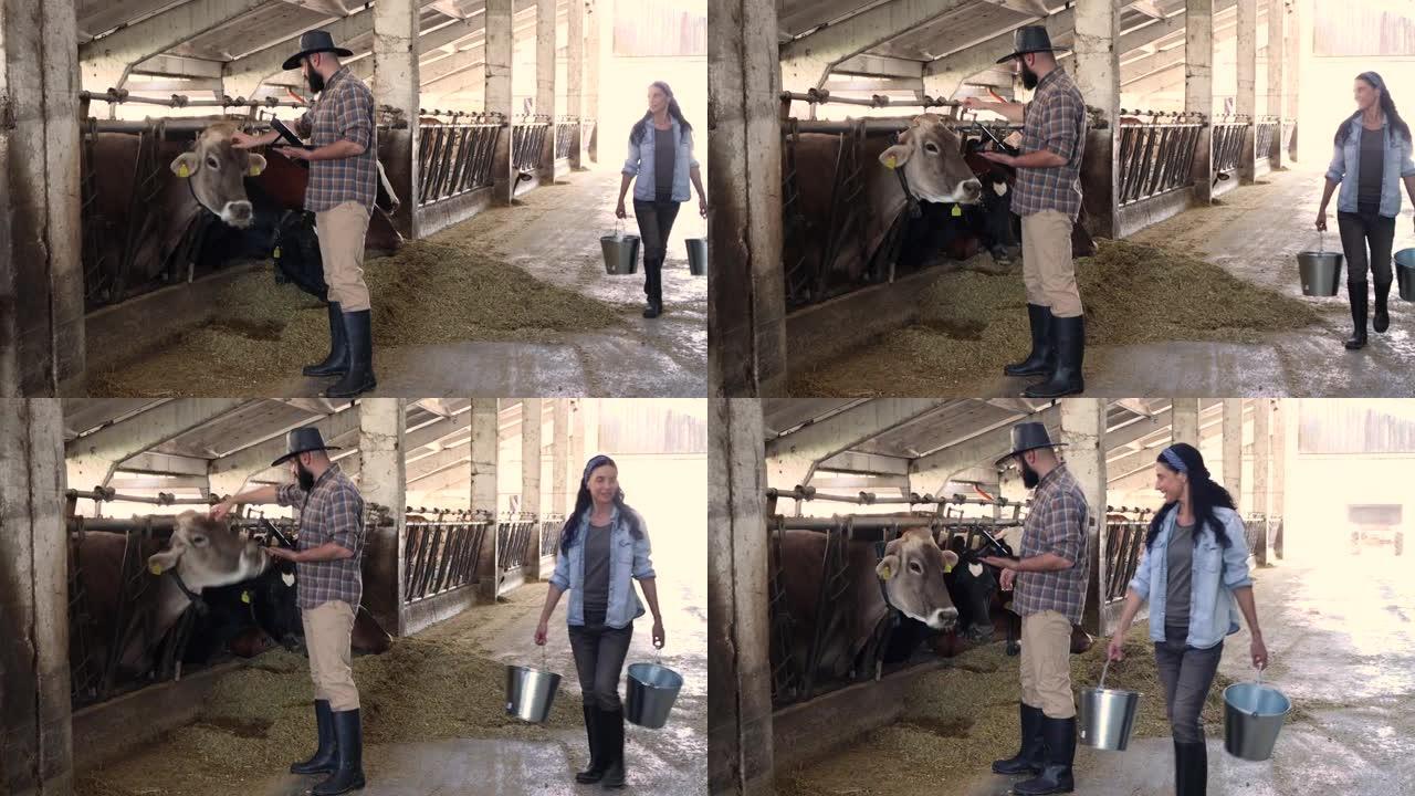 4k视频当代动物农场中年女工拿着水桶和铁锹走在一个留着胡须和牛仔帽的年轻男同事身后
