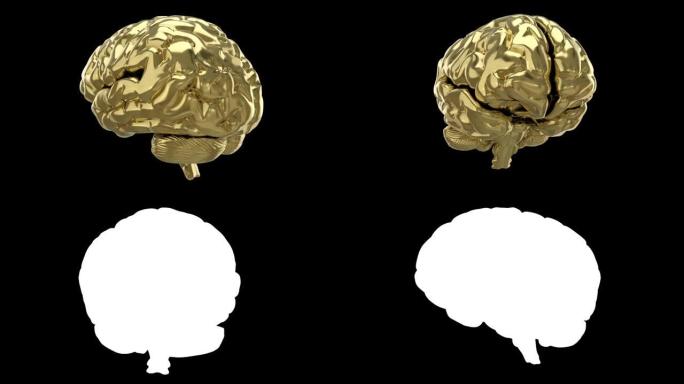 金色的大脑在一个黑色的背景上旋转。3d动画循环与阿尔法哑光。