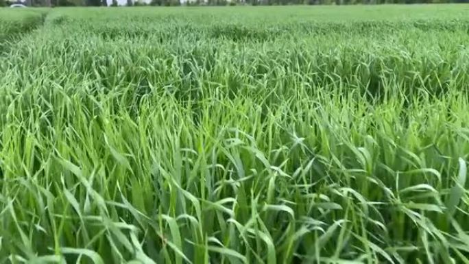 在风中摇曳的田地上的4k绿色小麦。田野上的路径。