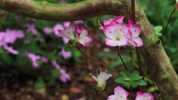 日本雾岛杜鹃花品种紫花紫色花朵粉花粉色花