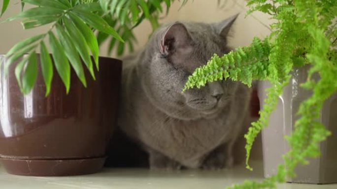 猫坐在家里的植物附近