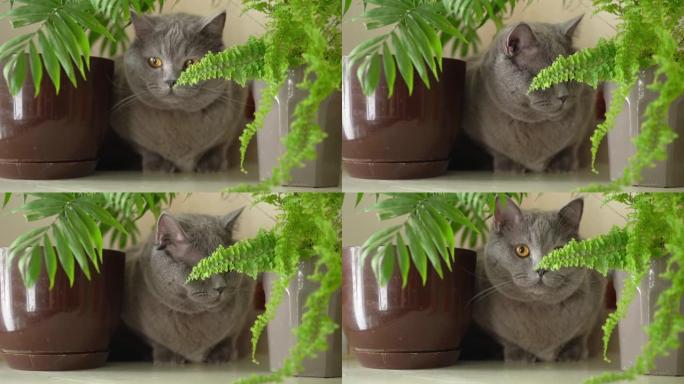 猫坐在家里的植物附近