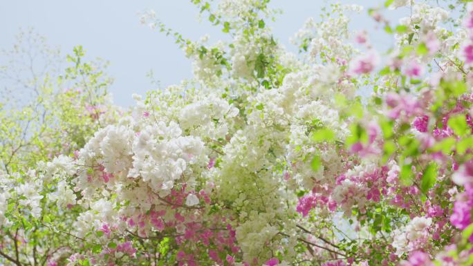 粉白色三角梅花树繁茂 花枝招展