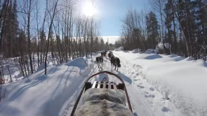 在瑞典，一群沙哑的雪橇犬拉着雪橇穿过冬季森林的4k镜头。