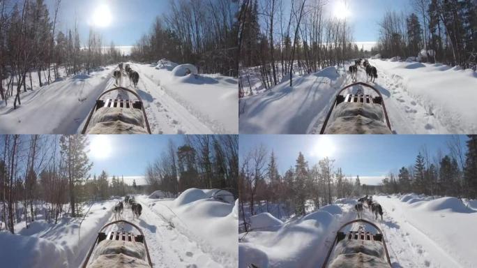 在瑞典，一群沙哑的雪橇犬拉着雪橇穿过冬季森林的4k镜头。