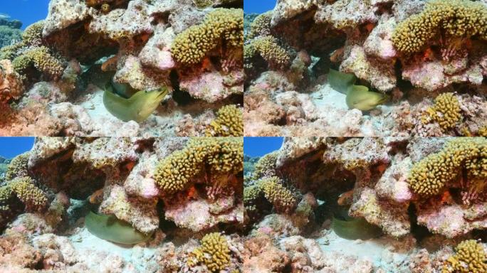 库拉索岛加勒比海珊瑚礁上有几条绿色海鳗的海景