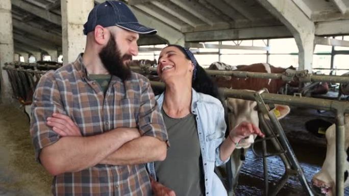 4k视频年轻的农民夫妇，幸福地在奶牛场工作，站在饲养场的牛面前，抚摸着牛的头
