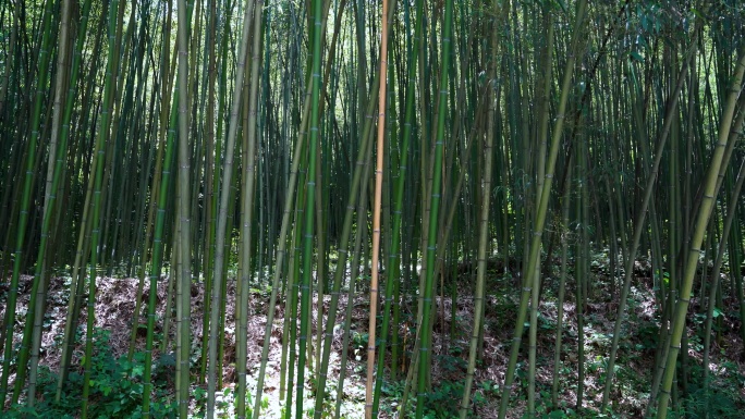 4K唯美大自然风光竹林竹子节节高风景
