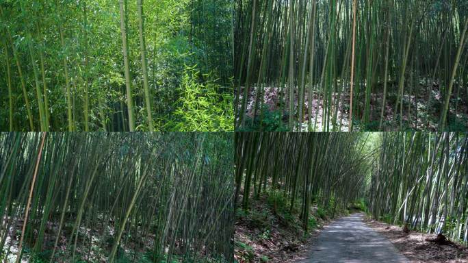 4K唯美大自然风光竹林竹子节节高风景