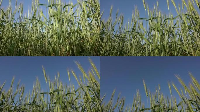 日落时夏季的小麦农田。乡村景观，耳朵和黑麦和小麦作为面粉，面包和食物的原料。农业和粮食种植理念