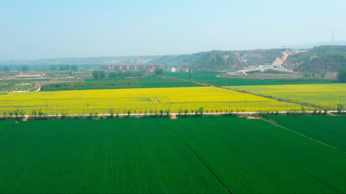 4K油菜花田