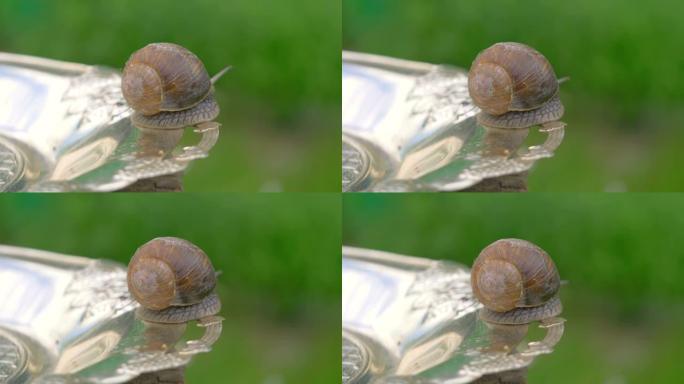 蜗牛在4k的银盘上行走