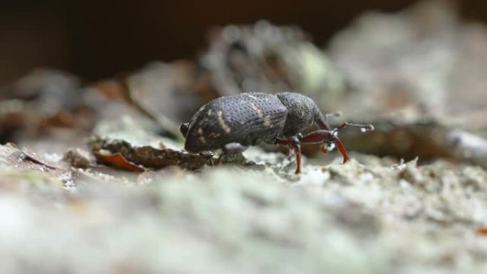 云杉树上的黑色象鼻虫甲虫