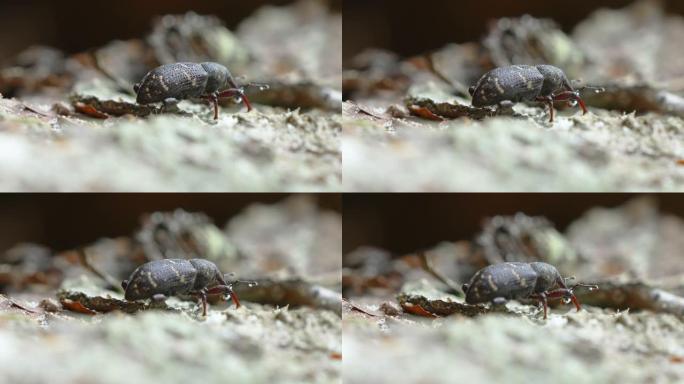 云杉树上的黑色象鼻虫甲虫