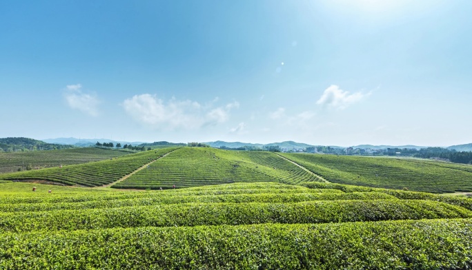 蓝天下的春季茶场延时