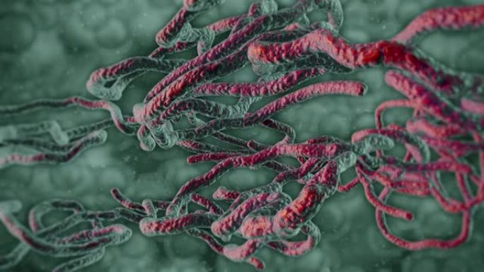 埃博拉病毒细胞特效合成菌群