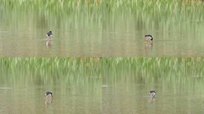 在英国南部的一个大湖的浅水里，一只野生的牡蛎捕手，一只浅水鸟，4k帧率