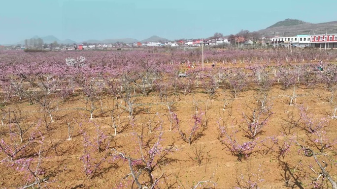 桃花林万亩桃花园