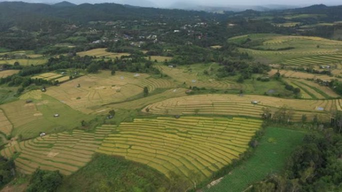 鸟瞰稻田梯田全景山坡与水稻种植在山上股票视频