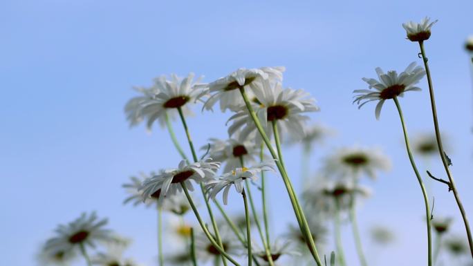 小雏菊 雏菊