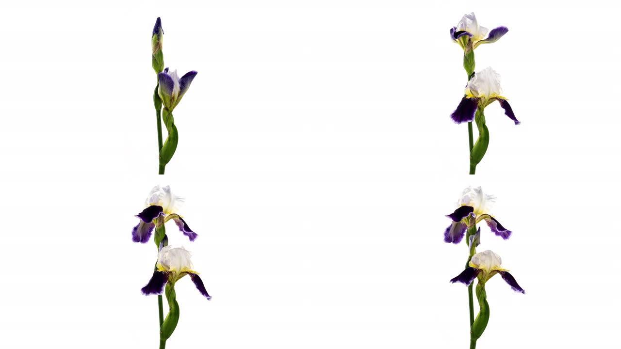 生长的蓝色鸢尾花的延时。白色背景上盛开的鸢尾花。宏，复活节，春天，爱情，生日，情人节，节日概念。4k