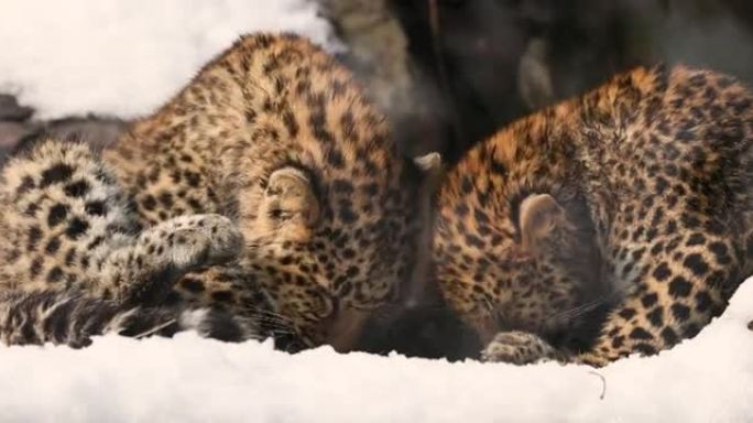 两个婴儿豹 (Panthera pardus) 舔皮毛并一起玩。