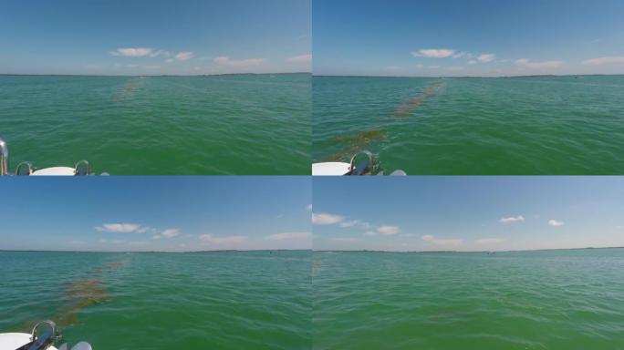 佛罗里达水域中的海豚浮出水面