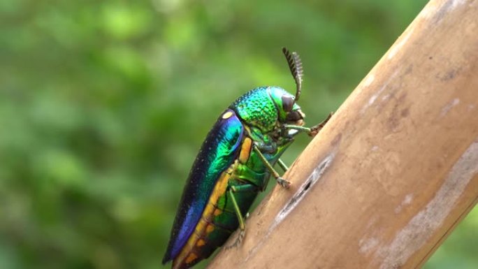 宝石甲虫特写生物学生物研究大自然动物