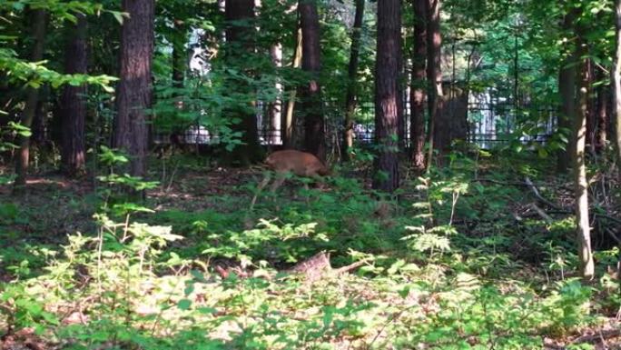 一只年轻的野鹿在人类住区附近觅食。