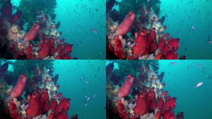 沉船残骸中的红海海绵。