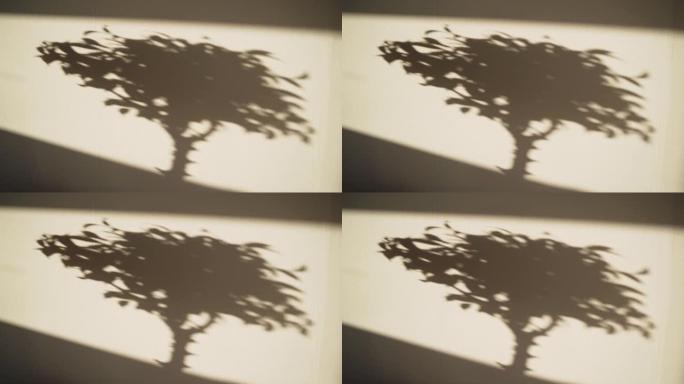 盆景。一棵树的影子落在墙上。装饰性盆栽树。室内植物。室内谢勒。美丽的榕树。房子里的一棵小树。内饰。居