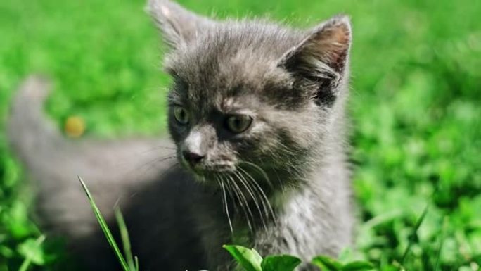 好奇的小猫在草地上