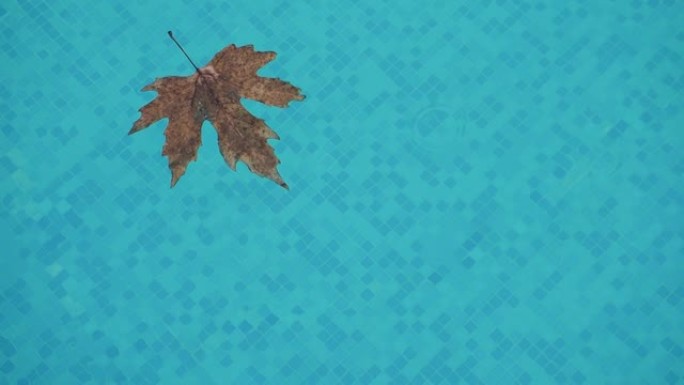 孤独的落叶枫叶慢慢漂浮在游泳池里干净的蓝色水中，而雨滴落下在水面上产生环。秋枫干叶在水面外