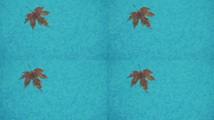 孤独的落叶枫叶慢慢漂浮在游泳池里干净的蓝色水中，而雨滴落下在水面上产生环。秋枫干叶在水面外