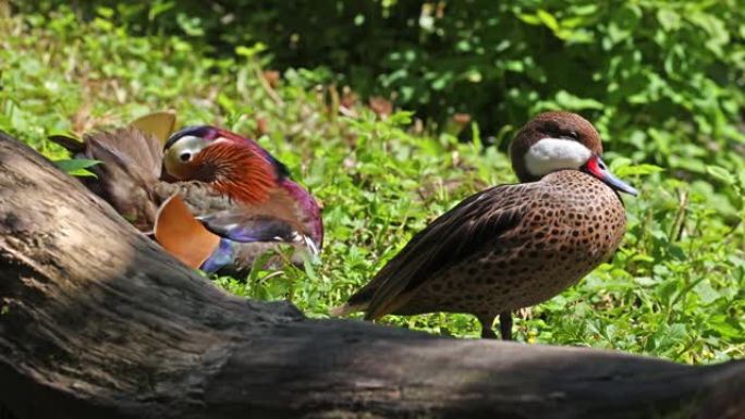 在德国慕尼黑的一个湖泊中的鸳鸯Aix galericulata