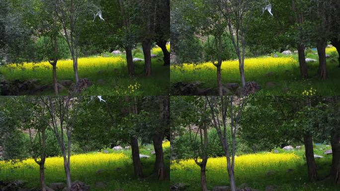 大自然风景 野花和花儿特写镜头