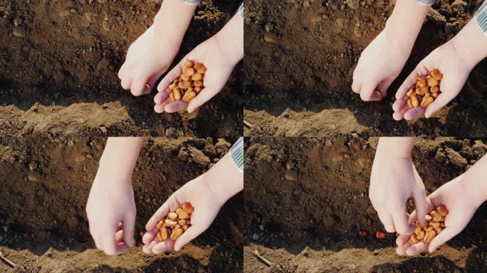 农夫的手正在土壤中种植谷物。特写镜头