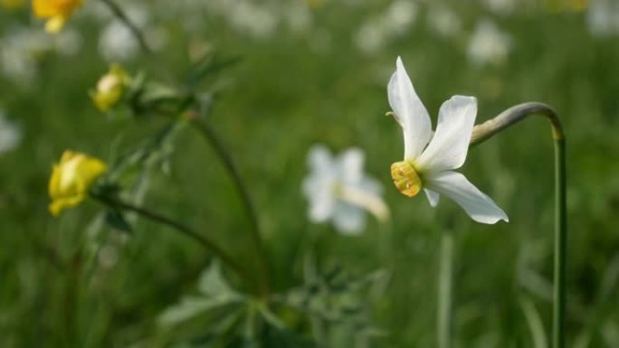 草地上的白色水仙花，带有复制空间的特写镜头。被风感动的水仙诗集。芬芳的花。4k视频。