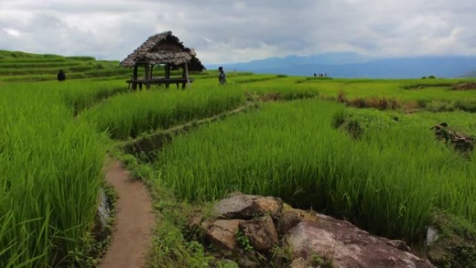 泰国清迈湄果酱村稻田帕庞皮水稻梯田的水稻梯田和房子的美丽景色。