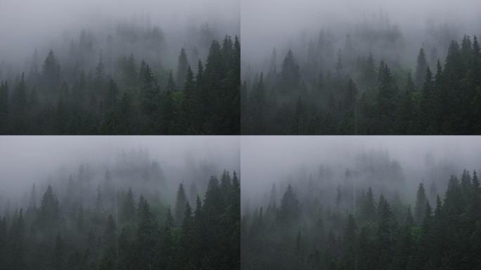 夏季，降雨越过松树森林进入高山
