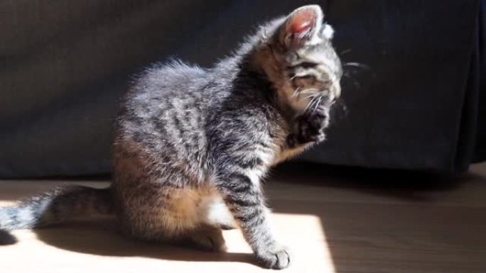 小漂亮的小猫在家洗碗。阳光明媚的慢日与爱的部分猫。食物后清洗。虎斑猫。