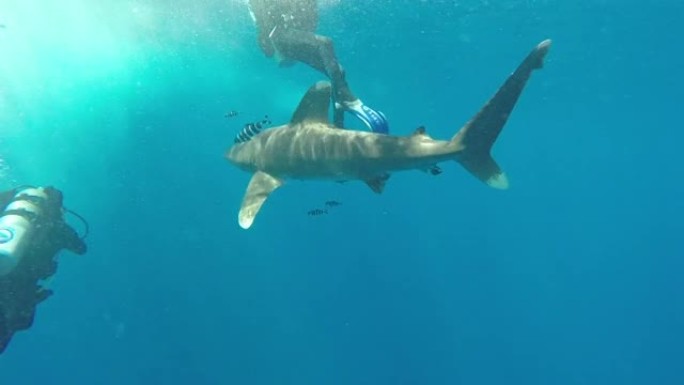 海洋白尖鲨长尾鲨。