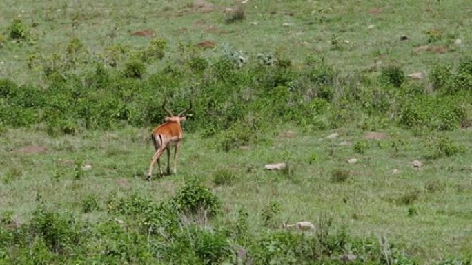 一只瞪羚走过热带稀树草原