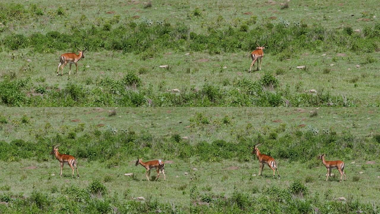 一只瞪羚走过热带稀树草原